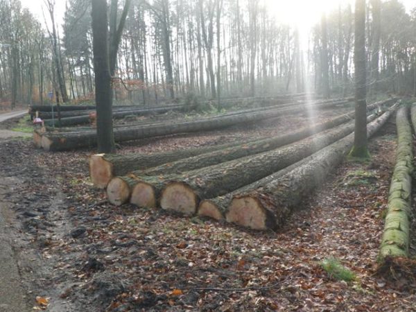 Rondhout rondhouthandel bosexploitatie en transport